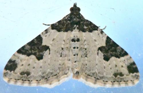 Xanthorhoe fluctuata